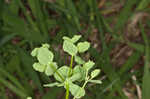 Warty spurge